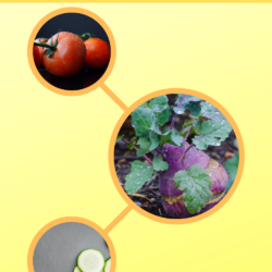 Menu d'été - Semaine 31 - Juillet