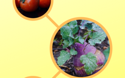 Menu d&rsquo;été – Semaine 31 – Juillet