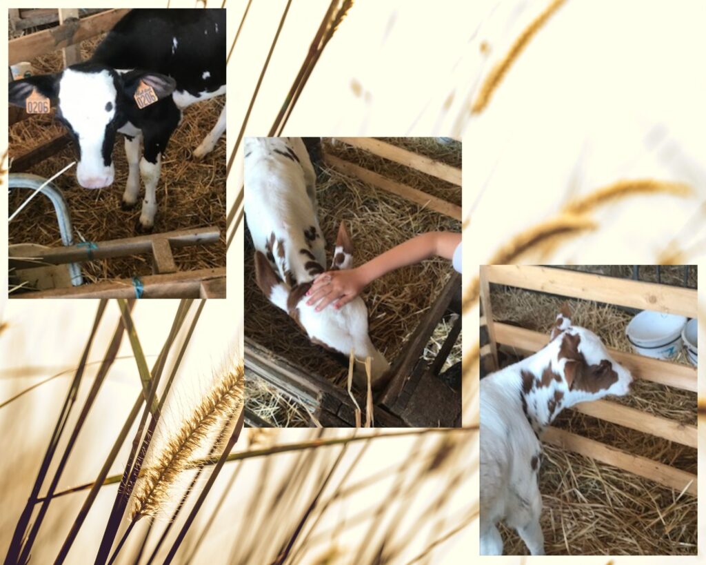 veaux de la ferme de la Gautraie