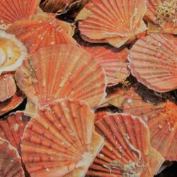coquilles saint jacques