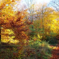 Menu en couleurs de novembre