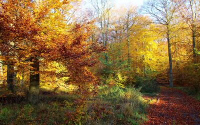 Menu en couleur pour novembre