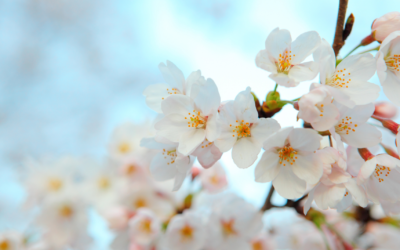 Inspiration pour les menus de mars